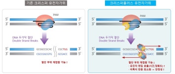 지플러스생명과학, 강스템바이오텍과 유전자가위 활용 치료제 개발 협업
