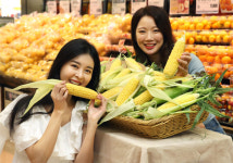 [포토] 하우스 재배한 당도 높은 `초당` 옥수수 맛보세요