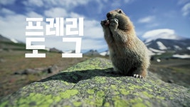 하이에나 가족부터, 귀여운 외모의 프레디도그까지-‘랜선 집사각’ 프로그램 ‘신비한 동물 퀴즈’