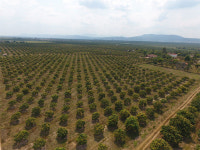 해외 경작지에 씨뿌린지 10년…국내 반입량 100배 늘었다