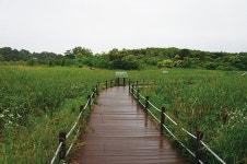 꾸미지 않은 매력, 습지의 아름다움-한여름 습지 여행