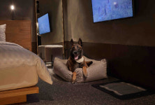 소노펫클럽&리조트 내달 1일부터 대형견과 함께 투숙하세요