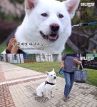 ‘동물농장’ 사과, 장애견 비하 논란에 “동물 입장 더 생각하겠다”