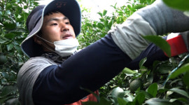 [오늘의 MBN] 돌아온 감귤 가족의 홈런왕 아들