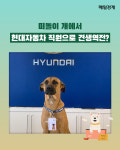 [카드뉴스] 떠돌이 개에서 현대자동차 직원으로 견생역전?
