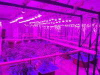 주택서 대마 재배해 판매한 일당 잡고보니 55kg 대마가…