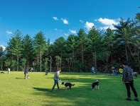 반려견 전용 테마 파크-너를 위해 숲을 준비했어