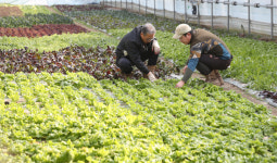 한국 유기농 잔혹사…매출 100억 `장안농장` 파산 미스터리 [스페셜 리포트]