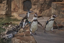 국내 최대급 규모 ‘아쿠아플라넷 광교’ 뭐가 다른가