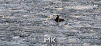 [포토] 포근한 대한, 한강의 오리