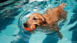 소노펫 고양, 반려동물 맞춤형 헬스케어 프로모션 진행