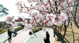 [포토] 매화 만발한 석촌호수…주말에 가볼까