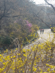 내일 아침 쌀쌀하지만 공기 맑은 봄기운