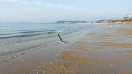 [Dear My Walking] 잔잔한 바닷가에서 주꾸미 한 상, 바다가 열리는 장관까지… 입맛 돋는 봄, 충남 보령 무창포 바닷길