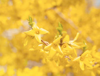 [생명과 과학] 봄을 알리는 꽃, 잎보다 먼저 펴요