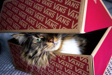 고양이의 공간…생존과 유희의 필수품, 상자