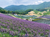 여름을 여는 천상의 꽃밭…보랏빛 라벤더가 선물하는 로맨틱