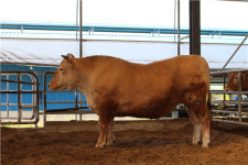 단군이래 최대…1.4t 짜리 슈퍼 한우 나왔다