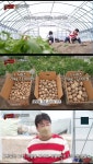 맛남의 광장 백종원 못난이 감자에 이어 두 번째 작은 감자 살리기 도전