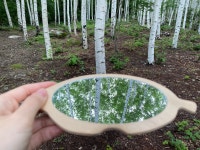 영양 오지마을에 꼭꼭 숨겨진 자작나무 비밀의 숲