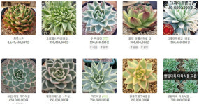 부르는게 값…5억5천만원짜리도 있다, 대체 무슨 식물이길래 ?