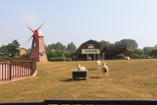 #안성팜랜드 #코스모스 #핑크뮬리 #가을여행  오늘, 가을, 꽃길 걷기