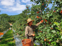 사과하면 대구였는데…이젠 강원도 사과가 최상품