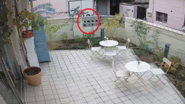 아무리 예뻐도 그렇지…울산 도심에서 사라지는 꽃들 [방방콕콕]