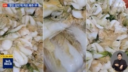 명인 김치에 썩은 무 배추·상자엔 곰팡이…직원도 나는 안 먹어