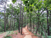 초안산 분묘군, 조선시대  최대의 귀중한  공동 묘지