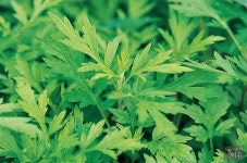 한국인의 조상이 식물이라고? 봄 사랑 쑥 사랑