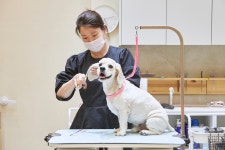 반려묘 전문가 “펫 창업, 양육 까다로운 고양이 특성 이해가 중요”