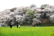 먼저 찜! ‘전국 벚꽃 명당’ 추천 여행지 7