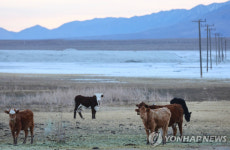 금버거·금스테이크 되겠네…대형 목장 美서부 목초지 면적 감소