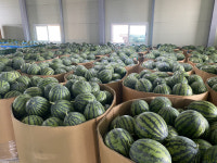 구씨는 없어도…45년간 수박 재배 올인한 농부, 비결은