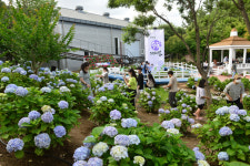 울산 장생포하면 고래 아니었나…요즘엔 수국으로 인기몰이 [방방콕콕]