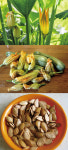 Plant&Earth | 사랑해요 호박...호박꽃  필 무렵, 맛있는 호박꽃 요리