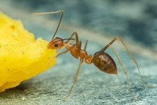 개미의 습격에 생계 위협까지...그곳엔 무슨 일이