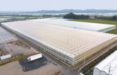 스마트팜이 상장한다고? 다이어터가 푹 빠진 달달 토마토 생산하는 우듬지팜 [스페셜리포트]