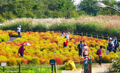 [포토] 가을 억새·댑싸리 가득한 공원에서 찰칵