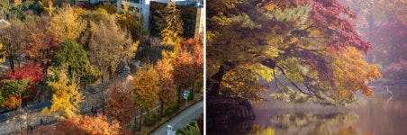 절정의 이 단풍, 이대로 보낼 수 없다면 ‘여기’