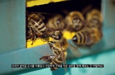 이금희 서경덕, 농업인의 날 맞아 ‘꿀벌’ 중요성 알린다
