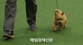 [포토]코리아 프리미어 도그쇼