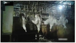 “오리 거꾸로 매단채 잔혹하게” 폭로 터져나온 ‘착한 다운’