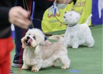 “털 알레르기로 쇼크...반려견 때문에 이혼하고 싶어요”