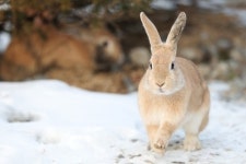 “토끼 보러 왔는데”…먹이 주지 말라고 경고한 일본, 이유는