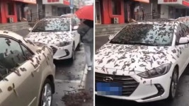 “너무 징그럽고 끔찍했다”…마을 덮친 ‘검은 벌레비’의 정체 [영상]