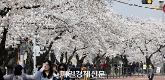 [포토] 활짝 핀 여의도 벚꽃
