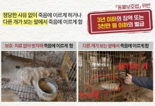 “다 썩어 가죽과 털만”...광주서도 또 개 사체 사육장 방치