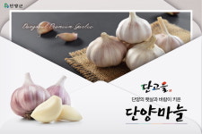 단고을, 한국인 대표 건강식품 단양 황토마늘